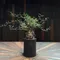 象足漆樹 Operculicarya pachypus 搭配NEIGHBORHOOD SRL DEN-5L CE-PLANT POT