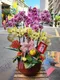 B1-25│蘭花盆栽│新北市花店│蘆洲花店│榮升誌慶│喬遷之喜│開幕誌慶│過年送禮│訂花│送花