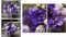 魔幻紫盆花