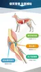 木入森 犬寶有關膝｜狗狗關節保健