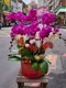 B1-22│蘭花盆栽│新北市花店│蘆洲花店│榮升誌慶│喬遷之喜│開幕誌慶│過年送禮│訂花│送花