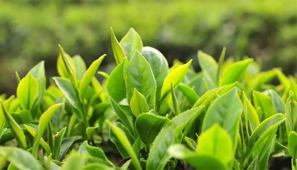 文山包種茶