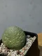 凝蹄玉 Pseudolithos migiurtinus