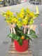 B1-42│蘭花盆栽│新北市花店│蘆洲花店│榮升誌慶│喬遷之喜│開幕誌慶│過年送禮│訂花│送花