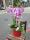B1-67│蘭花盆栽│新北市花店│蘆洲花店│榮升誌慶│喬遷之喜│開幕誌慶│過年送禮│訂花│送花