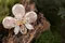 單朵大蝴蝶蘭胸花