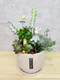 D2-9│多肉植物│新北市花店│蘆洲花店│送禮盆栽│訂花│送花