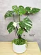 D1-17│送禮盆栽│新北市花店│蘆洲花店│開幕誌慶│新居落成│榮升誌慶│訂花│送花