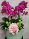 B1-40│蘭花盆栽│新北市花店│蘆洲花店│榮升誌慶│喬遷之喜│開幕誌慶│過年送禮│訂花│送花