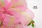 嬌貴粉綠禮盒包裝(K1529-5/Delicate and Luxurious Pink-Green Box Packaging)