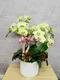 B1-44│蘭花盆栽│新北市花店│蘆洲花店│榮升誌慶│喬遷之喜│開幕誌慶│過年送禮│訂花│送花