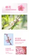 桃花皂200g｜素顏之本｜洗手｜洗臉｜洗澡｜緣桃皂｜淡雅幽香｜花瓣｜不緊繃｜香氛｜肥皂