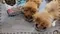 極寵宴 生食保健凍乾狗飼料－腸胃蠕動黃金益生菌 (老犬配方-鮮嫩雞肉+牛肉) 500g 任選2包9折