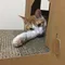 【期間限定】 愛咪的窩-雙層貓抓屋 貓屋 強化瓦楞紙板環保又耐用