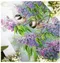 山雀與丁香花
