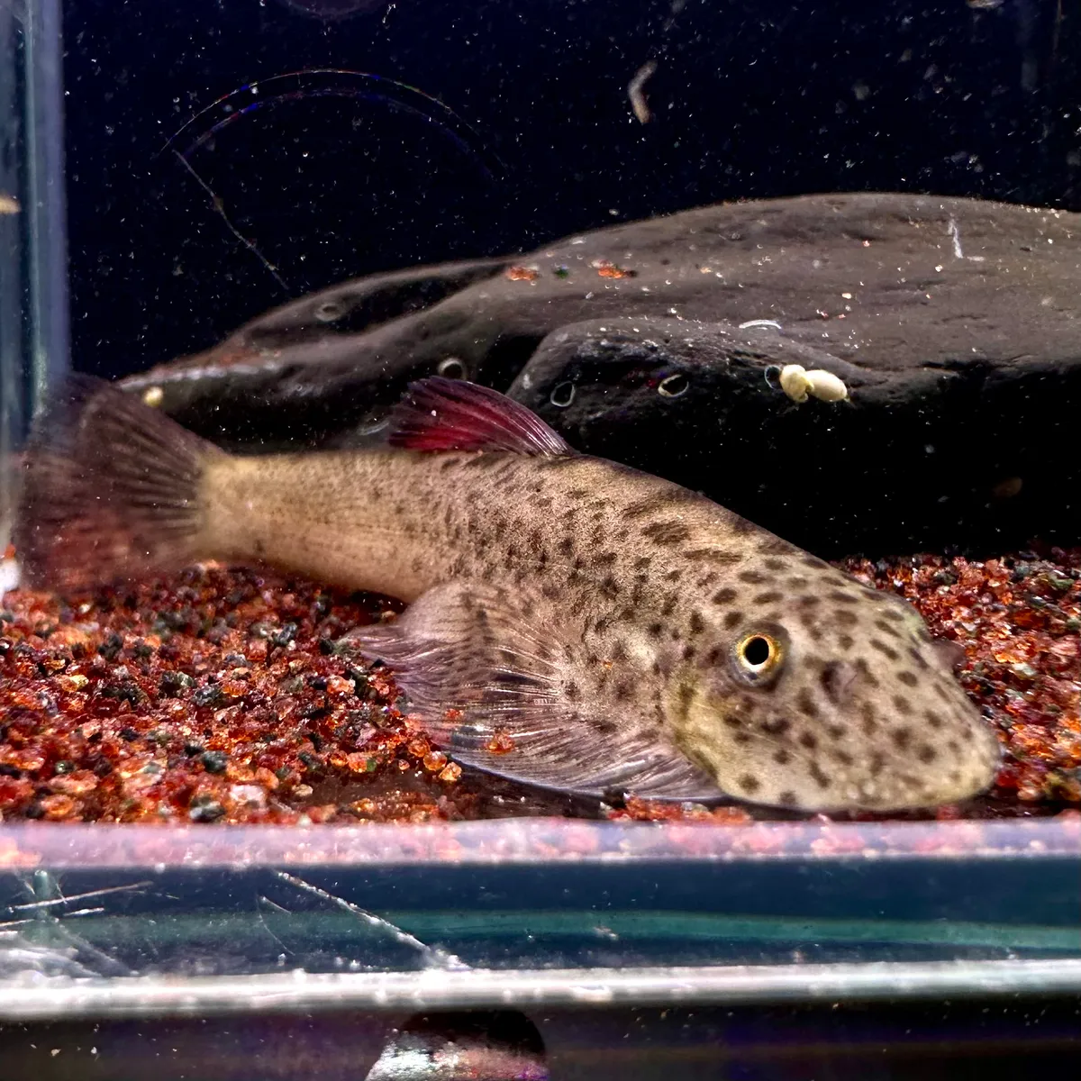 孔雀鱼：家庭水族箱中的种类、饲养和成功繁殖- Taba.su, image size:1200x1200