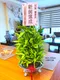 D1-1│送禮盆栽│新北市花店│蘆洲花店│開幕誌慶│新居落成│榮升誌慶│訂花│送花