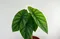 綠盾觀音蓮 Alocasia clypeolata 6吋盆 觀葉植物