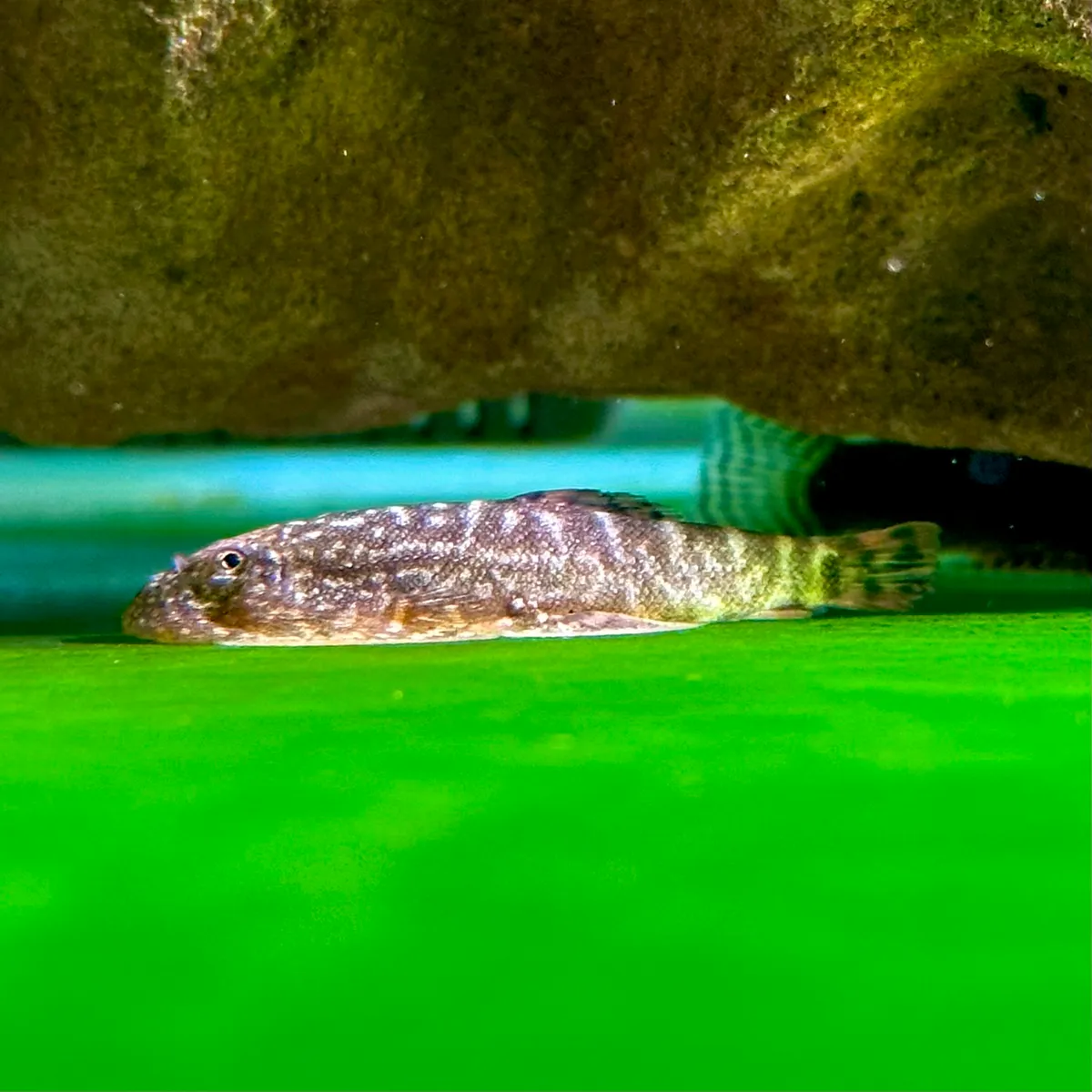 【雞籠魚仔舖】眼斑腹吸鰍
