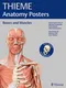 *THIEME Anatomy Posters Bones and Muscles