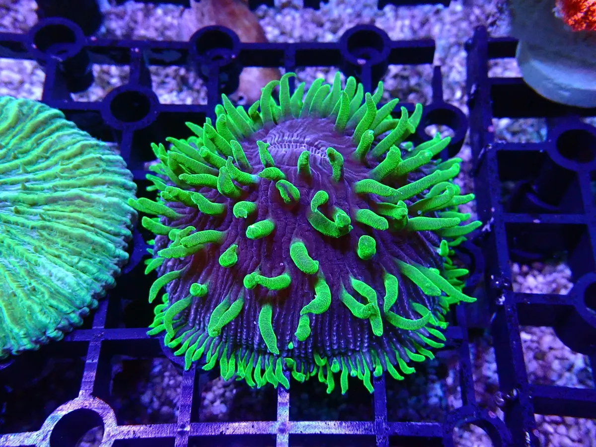 将来さん樣專用珊瑚 2015 珊瑚產卵Coral Spawning - YouTube