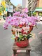 B1-18│蘭花盆栽│新北市花店│蘆洲花店│榮升誌慶│喬遷之喜│開幕誌慶│過年送禮│訂花│送花