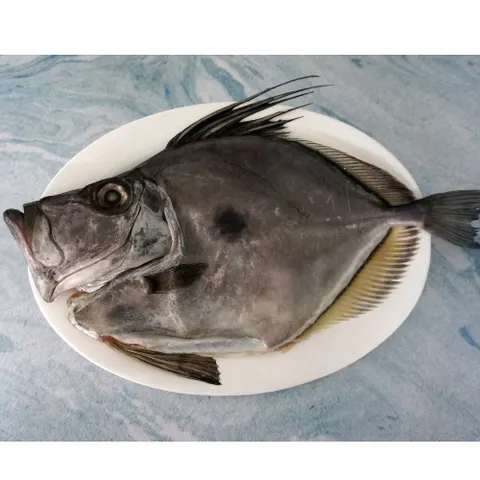 多利魚