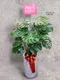 D1-23│送禮盆栽│新北市花店│蘆洲花店│開幕誌慶│新居落成│榮升誌慶│訂花│送花