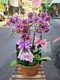 B1-64│蘭花盆栽│新北市花店│蘆洲花店│榮升誌慶│喬遷之喜│開幕誌慶│過年送禮│訂花│送花