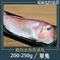 船釣金面馬頭魚(單隻裝/200g-250g /包)【北海漁鋪】