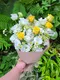 A1-39│情人節花束│新北市花店│蘆洲花店│花束│花店│訂花│送花