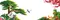 流水生財（迎客松版）