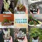 3吋植物盆栽/贈送精美緞帶/園藝/花園/綠生態/治癒/療癒/綠色植物/多種類/翠綠葉子/小盆栽/多肉植物