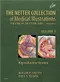 The Netter Collection of Medical Illustrations: Reproductive System Vol.1