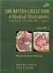 (舊版特價-恕不退換)The Netter Collection of Medical Illustrations: Reproductive System Vol.1