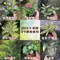 3吋植物盆栽/贈送精美緞帶/園藝/花園/綠生態/治癒/療癒/綠色植物/多種類/翠綠葉子/小盆栽/多肉植物