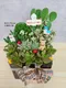 D2-6│多肉植物│新北市花店│蘆洲花店│送禮盆栽│訂花│送花