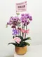 B1-64│蘭花盆栽│新北市花店│蘆洲花店│榮升誌慶│喬遷之喜│開幕誌慶│過年送禮│訂花│送花