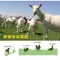 【喵村食堂😊】奧藍多天然無穀貓鮮糧 ★貓飼料 乾糧 主食 奧蘭多☆