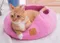 Lifeapp  CAT CAVE寵愛貓窩．貓籃子舒適睡窩，創意翻玩，貓咪與小型犬均適用