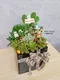 D2-6│多肉植物│新北市花店│蘆洲花店│送禮盆栽│訂花│送花