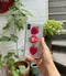 Byemypie－strawberry lover：香甜草莓手機殼（iPhone15上架