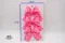 糖霜樂章蝴蝶結(PR154-1-PTM064/Frosting Melody Bow) ｜點點｜粉色｜手作｜布置｜春天｜緞帶用途｜髮飾｜復活節