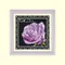 露珠玫瑰-紫色