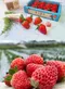 戀上甜美-新鮮草莓(400g15顆X3盒)★產銷履歷★免運組★