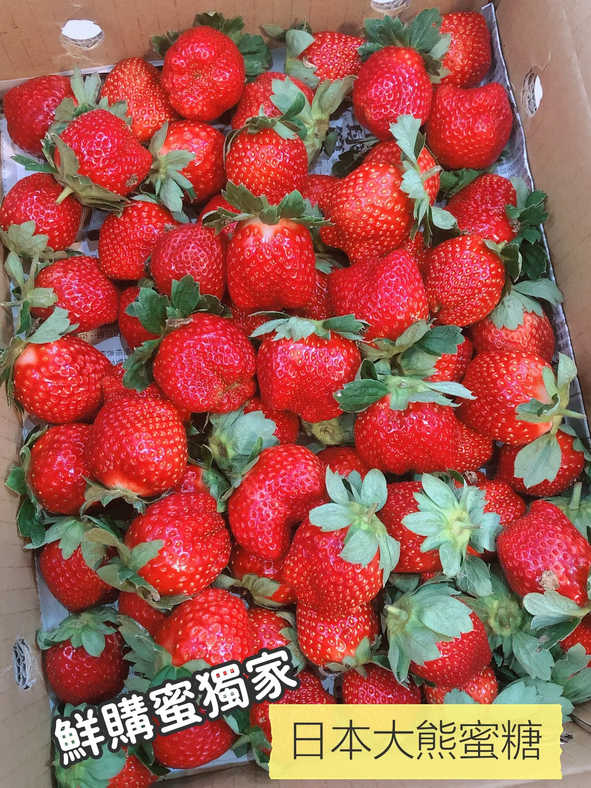 獨家品種 馬拉邦山高海拔大熊蜜糖草莓