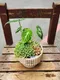 D2-4│多肉植物│新北市花店│蘆洲花店│送禮盆栽│訂花│送花
