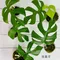 姬龜背芋 2.5吋盆 Rhaphidophora  Tetrasperma 觀葉植物