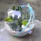 玻璃圓球組合盆栽-小