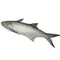 野生午魚250-600克(1-2尾)